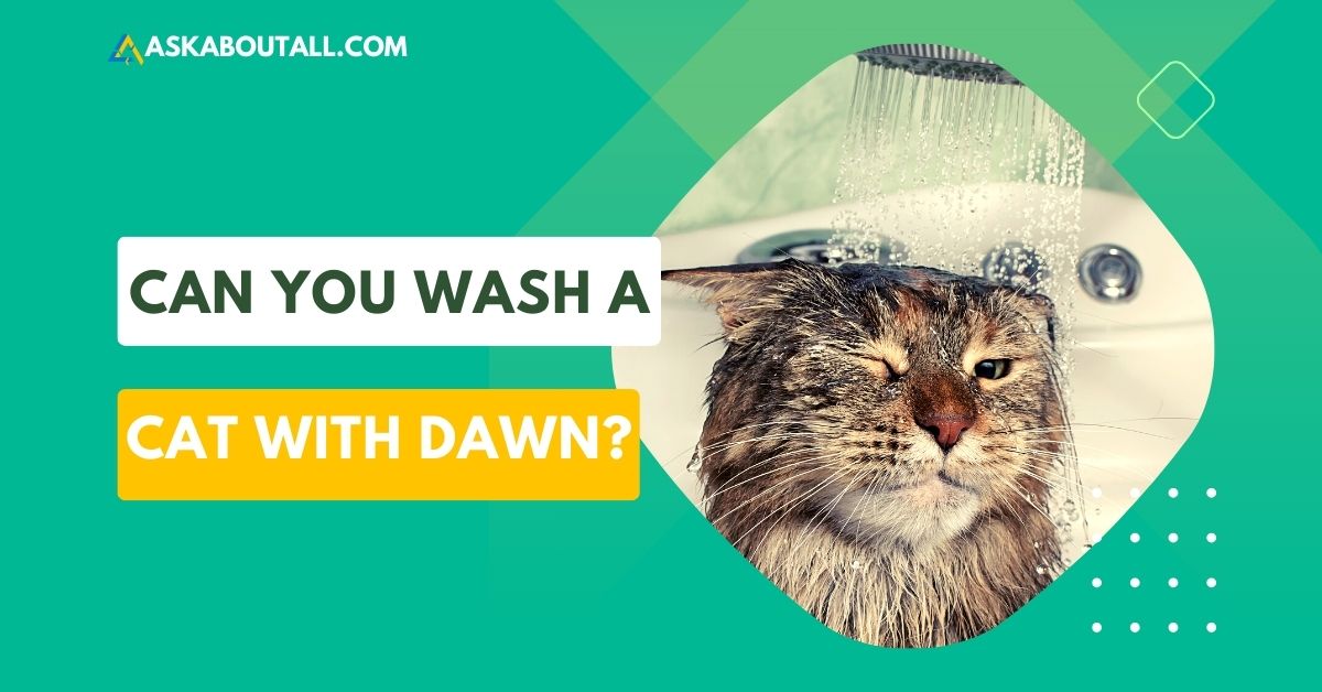 Can You Wash A Cat With Dawn